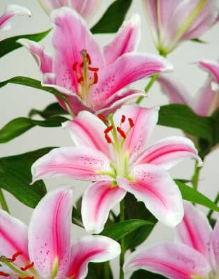 Centro Flores Nigeria, Centro de Flores de Regalo, Floristería Online, Centro de Flores a Domicilio, Expertos en el Arte Floral
