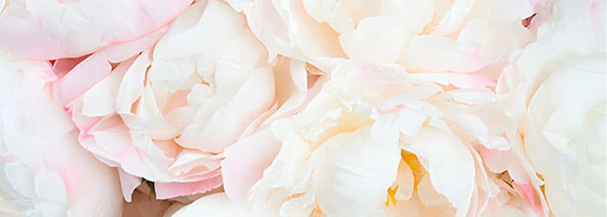 Enviar flores a Vitoria